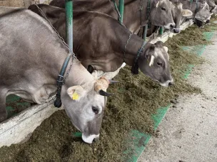 Более чем на 25% вырос объем реализации племенного молодняка КРС нижегородских компаний за первое полугодие 2025 года